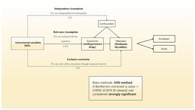 Causal relationship between antihypertensive drugs and Hashimoto’s thyroiditis: a drug-target Mendelian randomization study